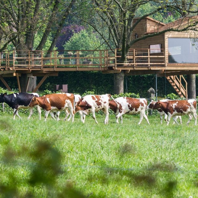 boomhut met koeien in een wei